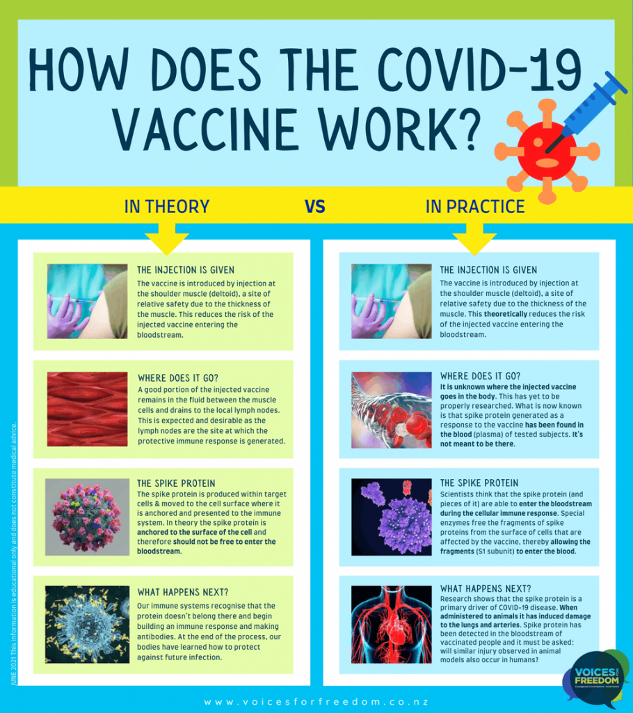 New Study Shows Potential For Serious Harm In Covid-19 Vaccinated ...