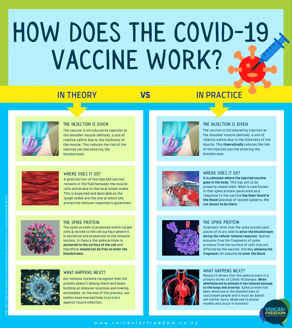 How-the-vaccine-works-6